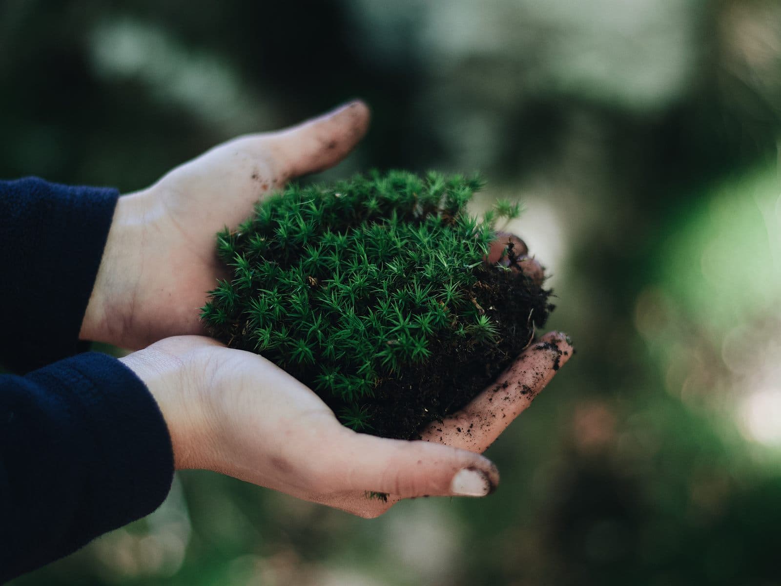 Two hands holding a small clump of green moss
